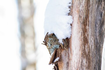 Closeup shot of a tree trunk covered in snow in a winter forest on a sunny day