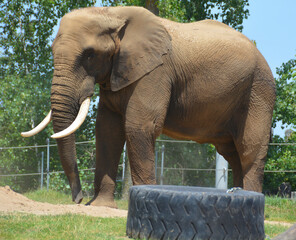 African elephant is elephant of the genus Loxodonta. The genus consists of 2 extant species: the African bush elephant, L. africana, and the smaller African forest elephant