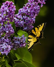 Yellow Butterfly On A Purple Flower Plant In The Garden