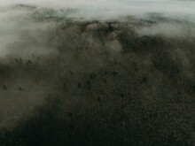 Aerial View Of A Layer Of Fog Above Lush Green Dense Forests