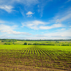 Wall Mural - Field of sunflower sprouts and blue sky .