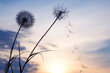 © photosaint - Silhouettes of flying dandelion seeds on the background of the sunset sky. Nature and botany of flowers