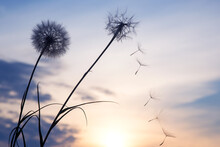 Silhouettes Of Flying Dandelion Seeds On The Background Of The Sunset Sky. Nature And Botany Of Flowers