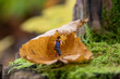 miniature photographer in forest leaf