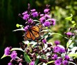 Selective focus of Danaus plexippus or monarch butterfly on Vernonia ironweed flower in the garden