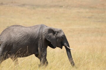 Sticker - African bush elephant wandering in Amboseli National Park in Kenya, Africa