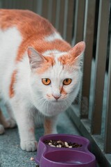 Poster - Vertical closeup of an Anatolian cat with orange markings near its feeding