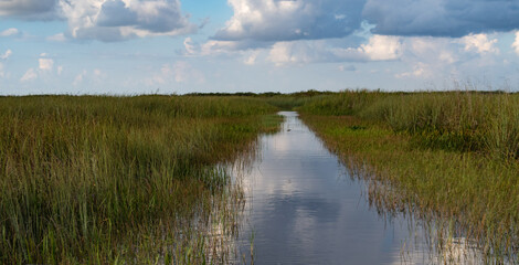 Wall Mural - Florida Everglades