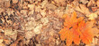 Naturalne tło, tekstura opadłych jesiennych skorodowanych  liści przy parkowej ścieżce. Szczegół, pomarańczowe liście klonu.