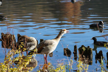 Beautiful Egyptian Goose Standing In Shallow Water