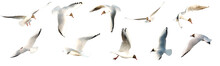 Set Of Seagulls Birds Flying Isolated On Empty Background. Birds Collection Isolated. Group Of Seagulls