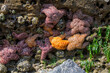 Star fish and sea anemone