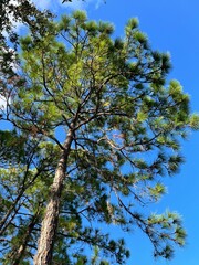 Poster - Beautiful pine tree leaf change color in autumn