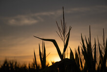 Mature Corn Plant With Tassel With Sunset Behind Farm