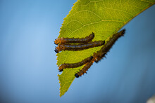 Lots of caterpillars on bottom of leaf 