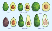 Various Types Of Avocados. Vector Illustration. Set For Advertising And Selling Fruits On The Site Or In The Store. Whole Avocado And Half With Pit. Packaging, Menu, Magazine Or Brand Book Design.
