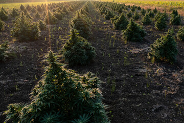 Wall Mural - CBD Cannabis Hemp Field Outside at Sunset