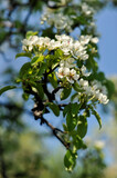Fototapeta Tęcza - Gałązka drzewa z białymi kwiatami