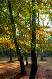 Fototapeta Morze - Im Herbstwald