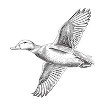 Duck Flying Hand Drawn Sketch Engraving Style Vector Illustration.