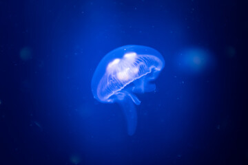 Wall Mural - Transparent common jelly fish medusa close up still on a blue dark background