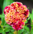 Celosia cristata is a member of the genus Celosia, and is commonly known as cockscomb, since the flower looks like the head on a rooster (cock).