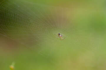 Spiderweb with spiders in natural light over green background