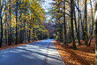 Szlak prowadzący na Łysą Górę (Święty Krzyż). Jesienny las. Puszcza jodłowa
