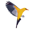 Isolated figure the golden Eurasian oriole takes off flapping its wings