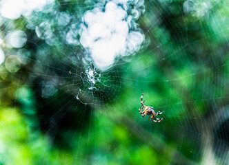 spider web in the morning