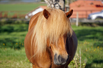 Light brown horse on pasture - close-up on head