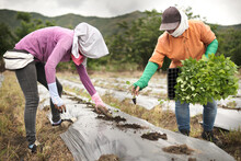 Two Women Digging Holes And Planting Chili Seedlings In An Open Field In Plastic-coated Soil