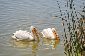 Poster - A pair of American white pelicans fishing. 