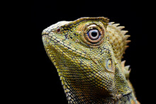 The Detail Of A Forest Dragon Lizard