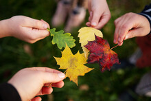 Children Playing With Maple Leaves In Autum