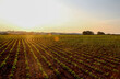 Soybean field and soy plants in sunny afternoon