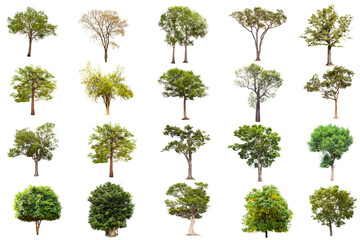 Wall Mural - Isolated big tree on white background ,The collection of trees.Large trees database Botanical garden organization elements of Asian nature in Thailand, tropical trees isolated used for design,