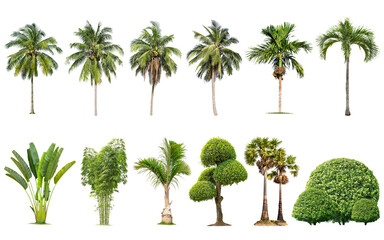 Wall Mural - isolated big tree on white background ,the collection of trees.large trees database botanical garden