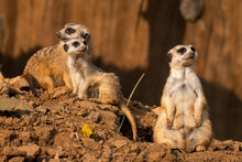 A Family Of Meerkats Photographed Early In The Morning. Taken On A Meerkat Safari.