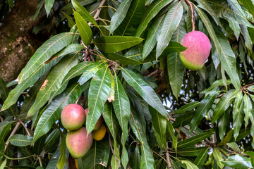 Wall Mural - Mango Fruits are Ripening on mango tree orchard in Brazil pomar de árvores