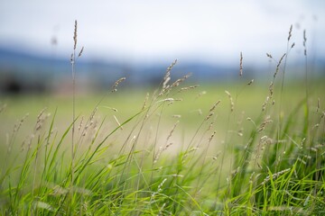 Wall Mural - grass growing in a field on a cattle ranch