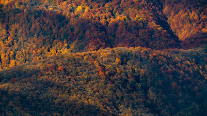 Wall Mural - Dense autumn mountain deciduous forest