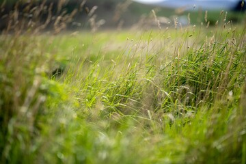 Wall Mural - grass growing in a field on a cattle ranch