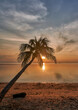 Single palm tree at sunset