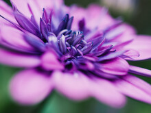Close Up Of A Purple Flower