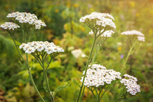 Yarrow Or Achillea Millefolium - Medicinal Wild Herb. Plant During Flowering In Summer Meadow.