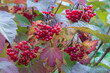 Bunches of viburnum in red autumn