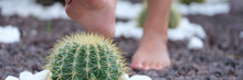 Woman Stepping On Round Cactus With Sharp Thorns Closeup