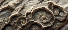 Ammonite Sea Shell Spirals And Sandstone Rock. Curved Layers And Detailed Blue Surface Fossil Texture Patterns - Macro Closeup Background Resource.  