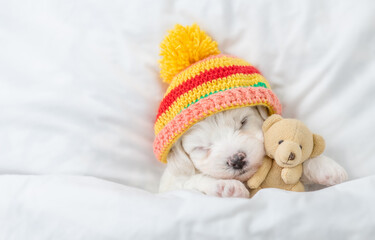 Aufkleber - Tiny Bichon Frise puppy wearing warm hat sleeps under  white blanket on a bed at home and hugs favorite toy bear. Top down view. Empty space for text